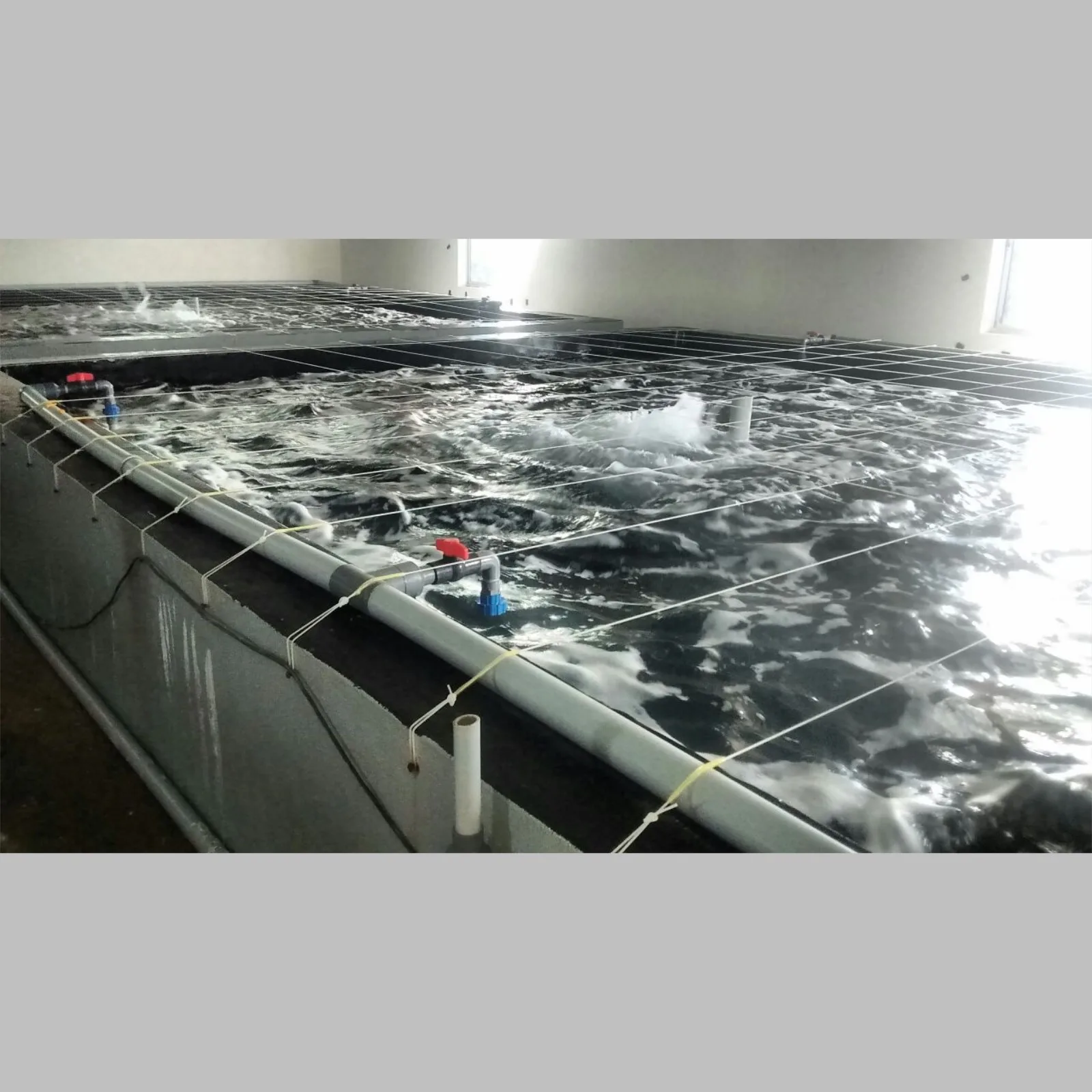 How Cleantek Ring Blowers Support Fish Growth and India's Seafood Export Goals
